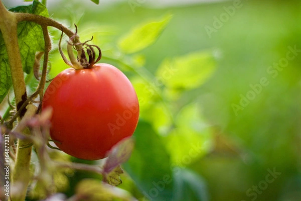 Obraz Tomato
