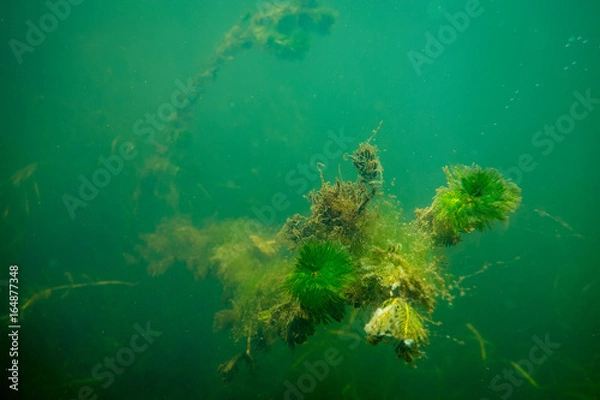 Obraz Underwater Weed