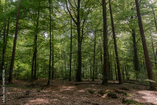 Obraz green forest
