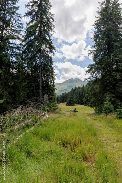 Fototapeta  Mountain Meadow with Seating
