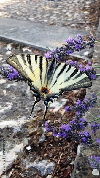 Obraz Iphiclides podalirius
