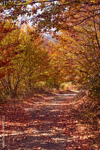 Obraz Autumn colored trees and countryside landscape scenery.