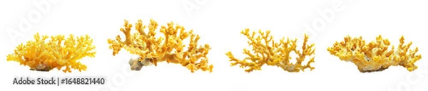 Fototapeta A collection of natural, bright yellow coral reef fragments isolated on a transparent background. PNG