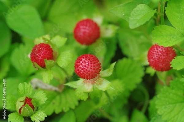 Obraz ヘビイチゴ