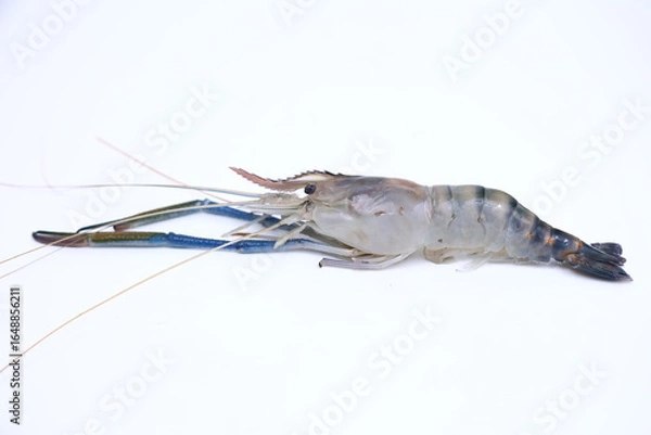 Obraz fresh river shrimp