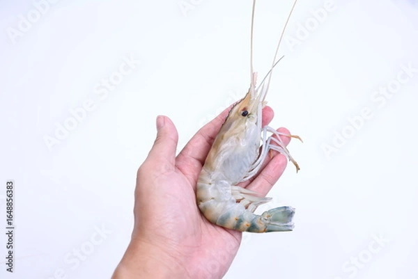 Obraz fresh river shrimp