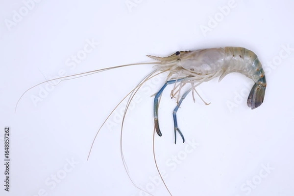 Obraz fresh river shrimp