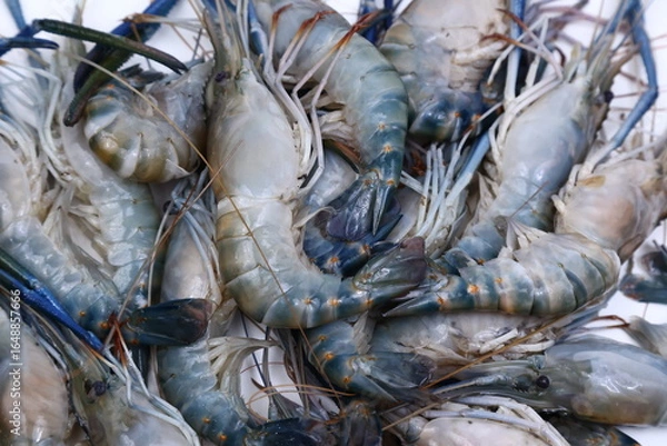 Obraz fresh river shrimp