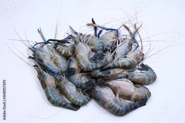 Obraz fresh river shrimp