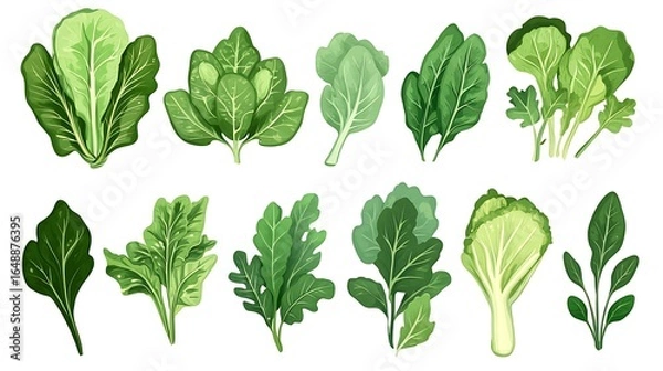 Fototapeta Vector illustration of diverse leafy greens showcasing healthy vegetables for culinary and dietary projects.
