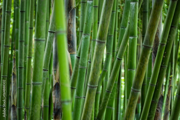 Obraz the bamboo forest