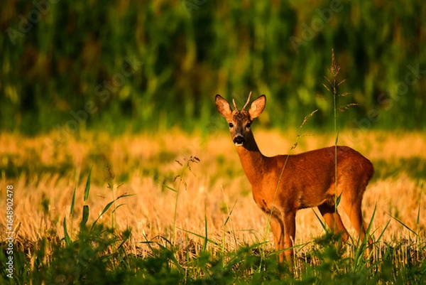 Obraz young deer in the grass