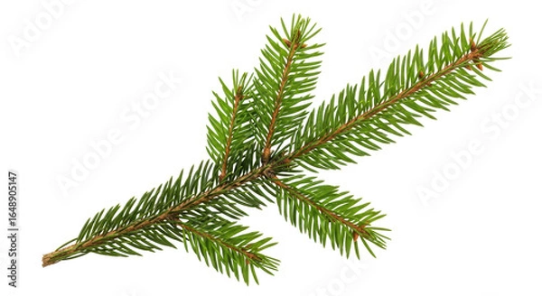 Obraz Isolated Fir Branch