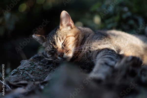 Obraz 夕日を浴びて気持ちよさそうに寝てるキジトラ柄の野良猫