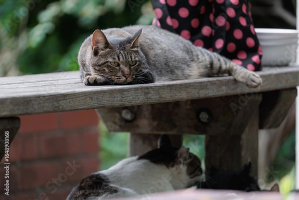Obraz 公園のベンチの上でご飯を待ってるキジトラ柄の野良猫
