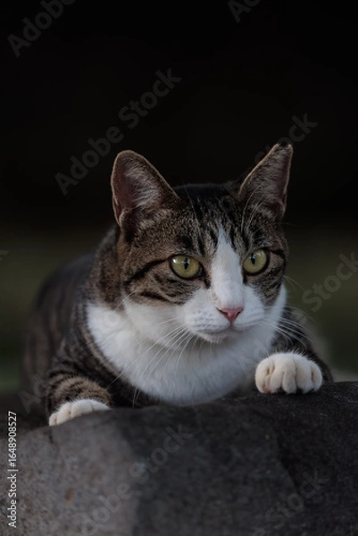 Obraz 前足がかわいいキジトラ柄とハチワレ柄の野良猫