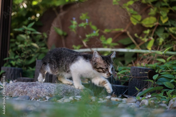 Obraz かわいいキジトラ柄とぶち猫柄の野良猫の子猫の横顔