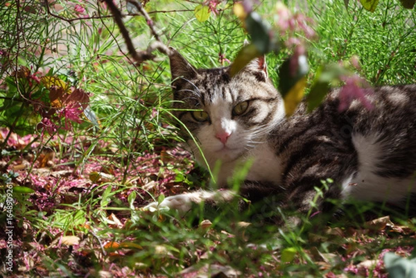 Obraz トキワマンサクとベンガル模様とぶち猫柄の野良猫