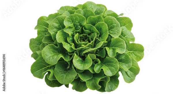 Obraz Isolated lettuce