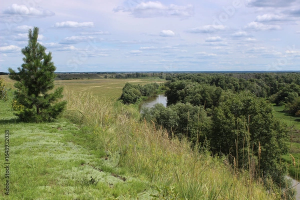 Fototapeta Summer landscape. Pine tree on the bank, flood meadow and small river.