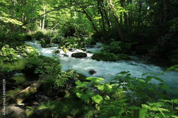 Obraz 初夏の奥入瀬渓流