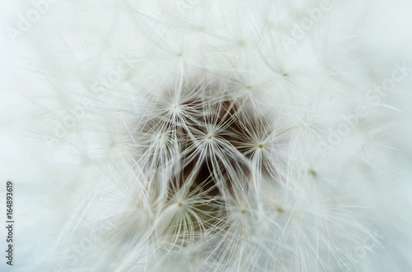 Fototapeta Closeup of dandelion - natural background