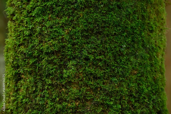 Obraz 木に生える苔のテクスチャ（ヒムロゴケ）