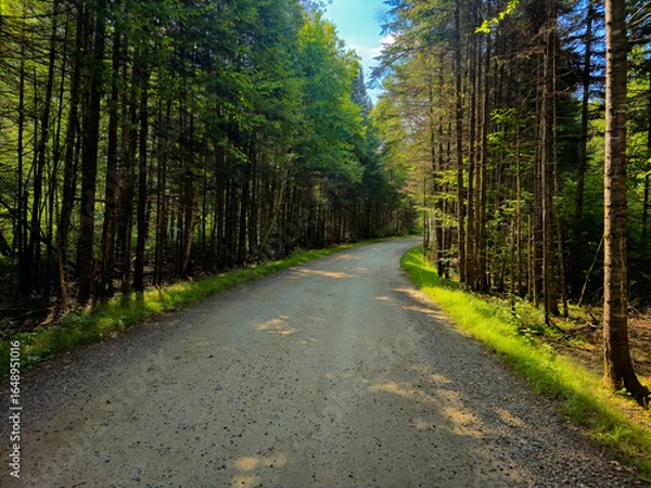 Obraz road in the forest