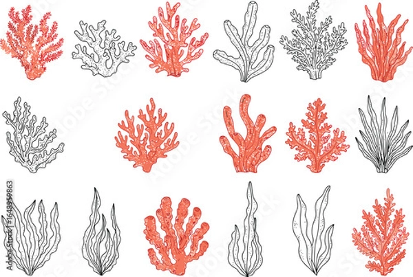 Fototapeta A set of various coral and seaweed illustrations, both colored and black and white, depicting marine life and ocean ecosystems.