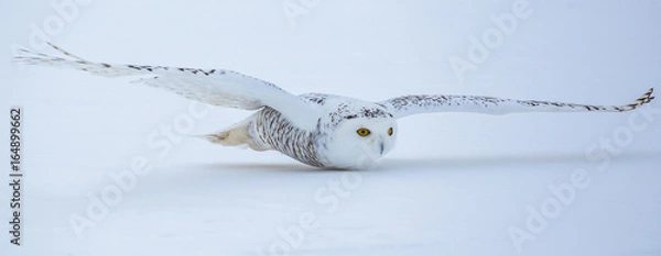 Obraz Snowy Owl