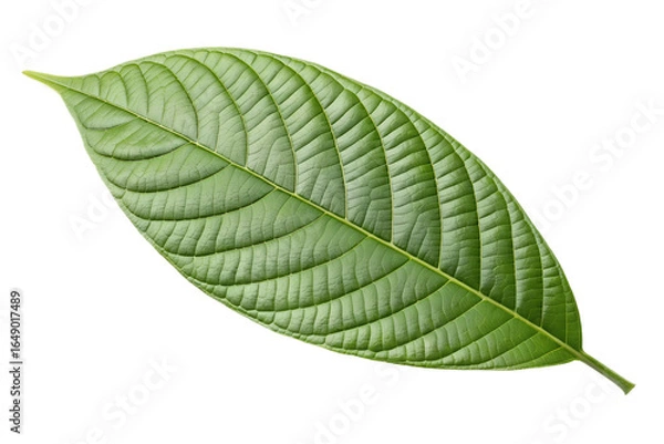 Obraz Green leaf, botanical specimen, natural element