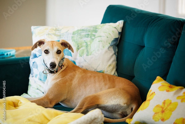 Fototapeta Whippet lying on teal couch with yellow blanket