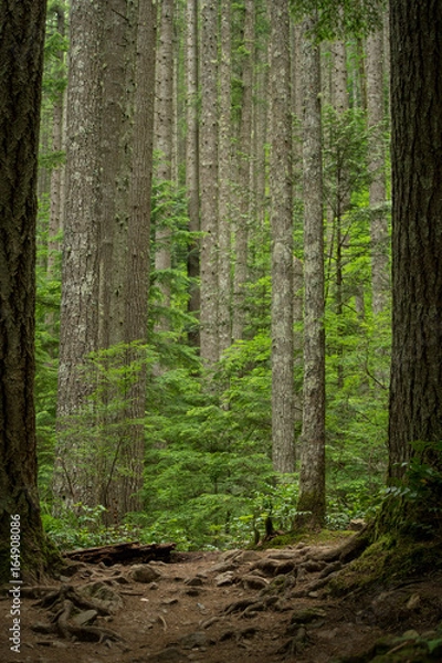 Obraz forest trail