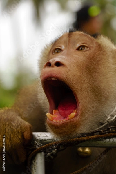 Fototapeta Coconut Picker