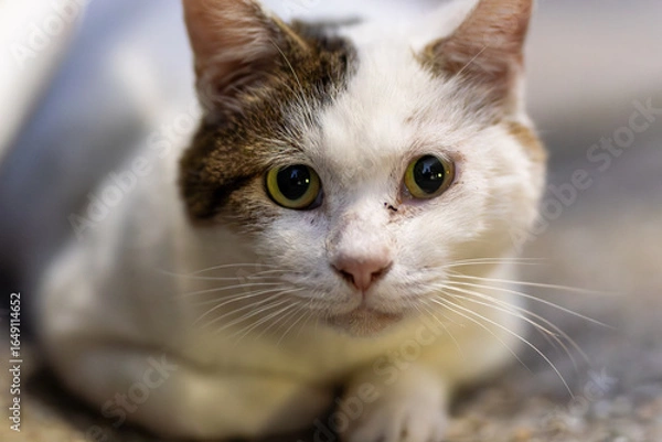 Fototapeta 野良猫