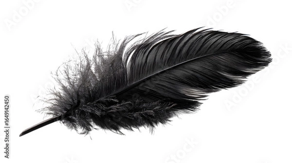 Obraz Black feather isolated on white