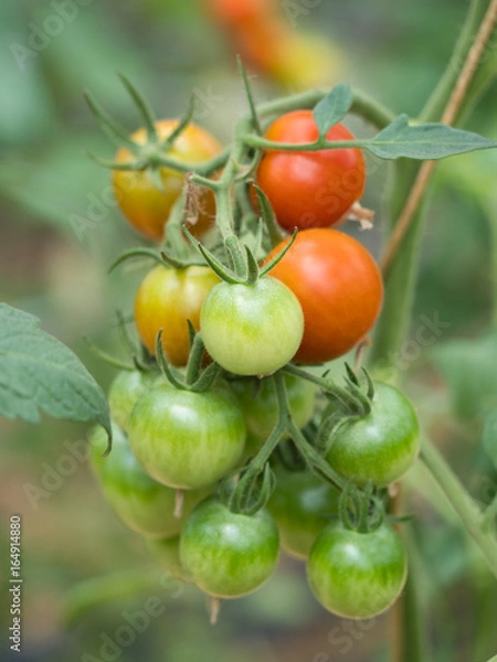 Fototapeta ミニトマト畑