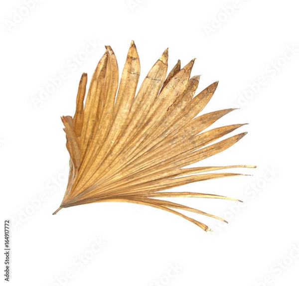 Fototapeta leaf of palm tree isolated on white background