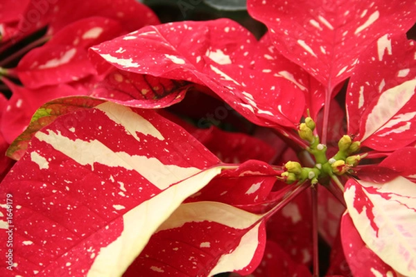 Obraz narbled poinsettia