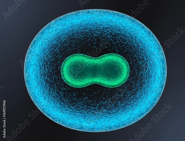 Obraz 3D. Two Cell, embryo, Human Cell. and Cell division on a dark blue background. 3d render.