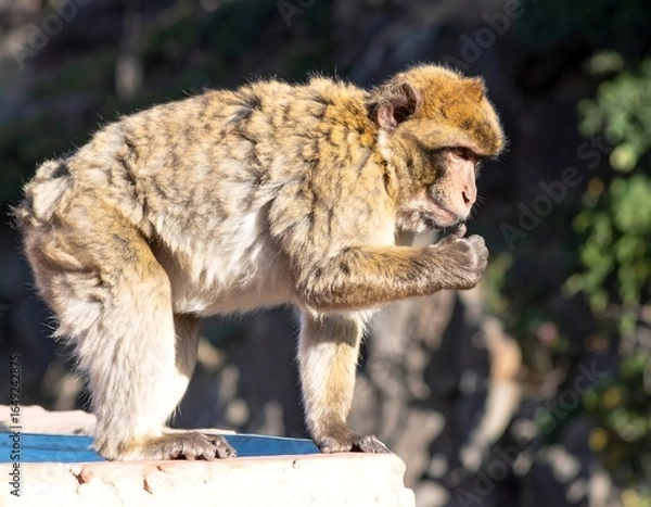 Fototapeta Barbary macaque in profile