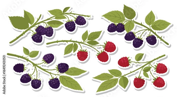Fototapeta Fresh Raspberry and Blackberry Branch Stickers Collection, Raspberry, Blackberry, Berries, Fruit, Vector, Stickers, Isolated