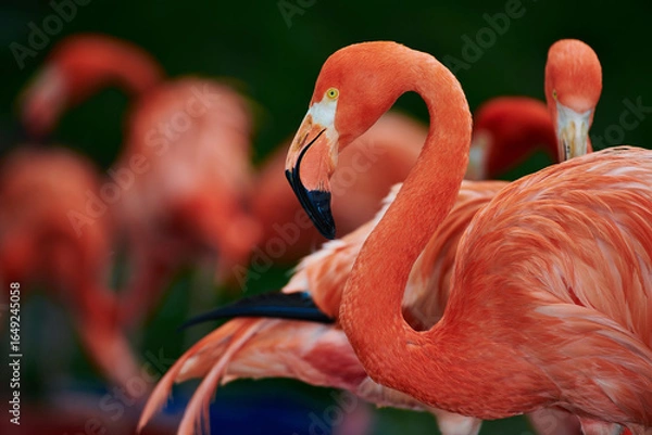 Fototapeta Caribbean flamingo in artificial habitat.
The Caribbean flamingo (Phoenicopterus ruber) is a species of bird from the flamingidae family. 
Four flamingo species are distributed throughout the Americas