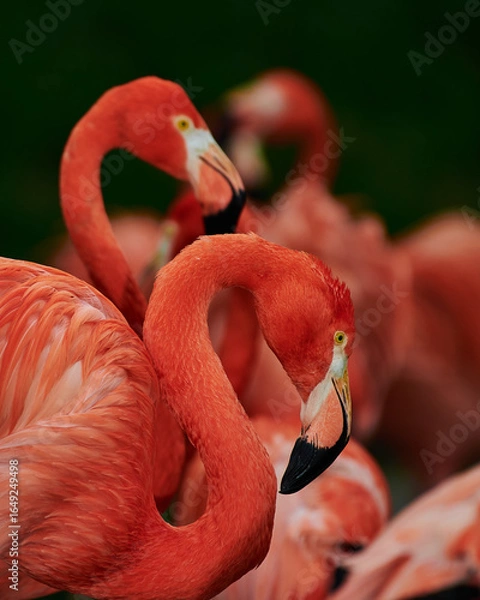 Fototapeta Caribbean flamingo in artificial habitat.
The Caribbean flamingo (Phoenicopterus ruber) is a species of bird from the flamingidae family. 
Four flamingo species are distributed throughout the Americas