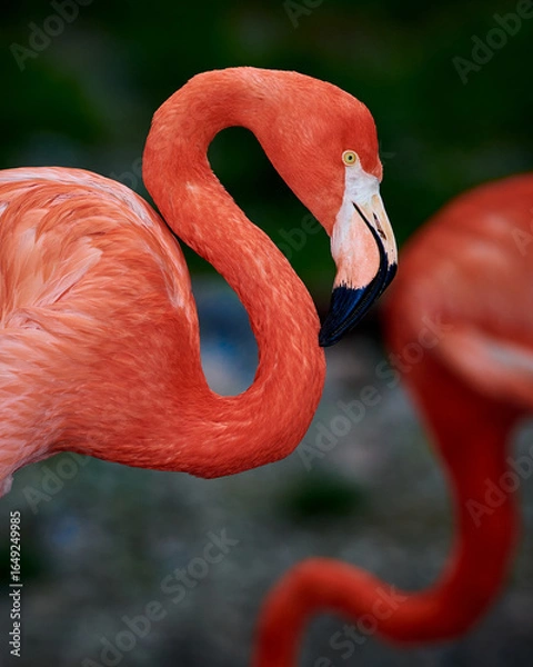 Fototapeta Caribbean flamingo in artificial habitat.
The Caribbean flamingo (Phoenicopterus ruber) is a species of bird from the flamingidae family. 
Four flamingo species are distributed throughout the Americas