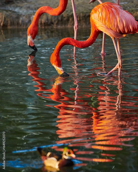 Fototapeta Caribbean flamingo in artificial habitat.
The Caribbean flamingo (Phoenicopterus ruber) is a species of bird from the flamingidae family. 
Four flamingo species are distributed throughout the Americas