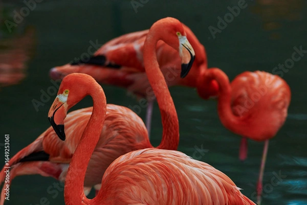 Fototapeta Caribbean flamingo in artificial habitat.
The Caribbean flamingo (Phoenicopterus ruber) is a species of bird from the flamingidae family. 
Four flamingo species are distributed throughout the Americas