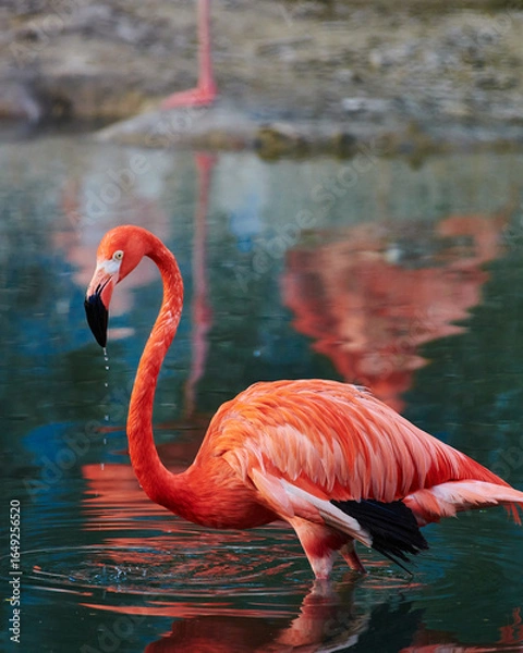 Fototapeta Caribbean flamingo in artificial habitat.
The Caribbean flamingo (Phoenicopterus ruber) is a species of bird from the flamingidae family. 
Four flamingo species are distributed throughout the Americas