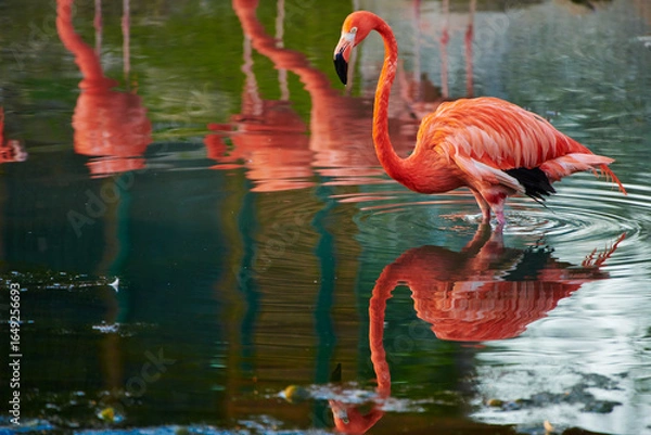 Fototapeta Caribbean flamingo in artificial habitat.
The Caribbean flamingo (Phoenicopterus ruber) is a species of bird from the flamingidae family. 
Four flamingo species are distributed throughout the Americas