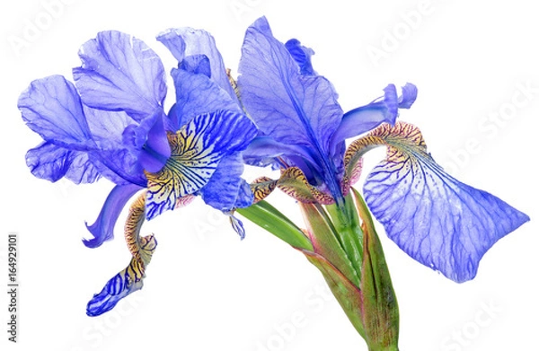 Fototapeta blue iris blooms group isolated on white